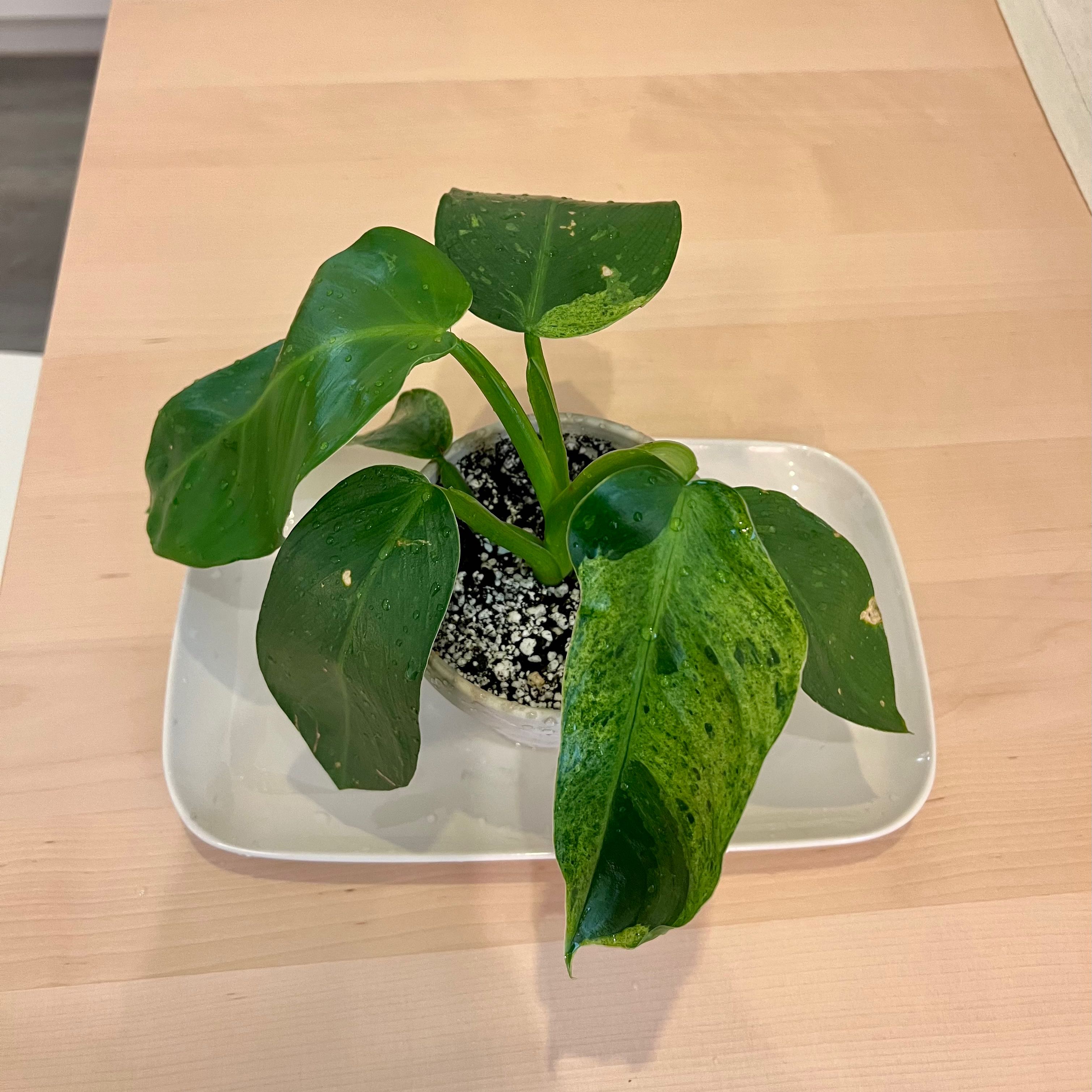 Philodendron 'Jose Buono' plant with green leaves, some minor discoloration, potted on a white tray.