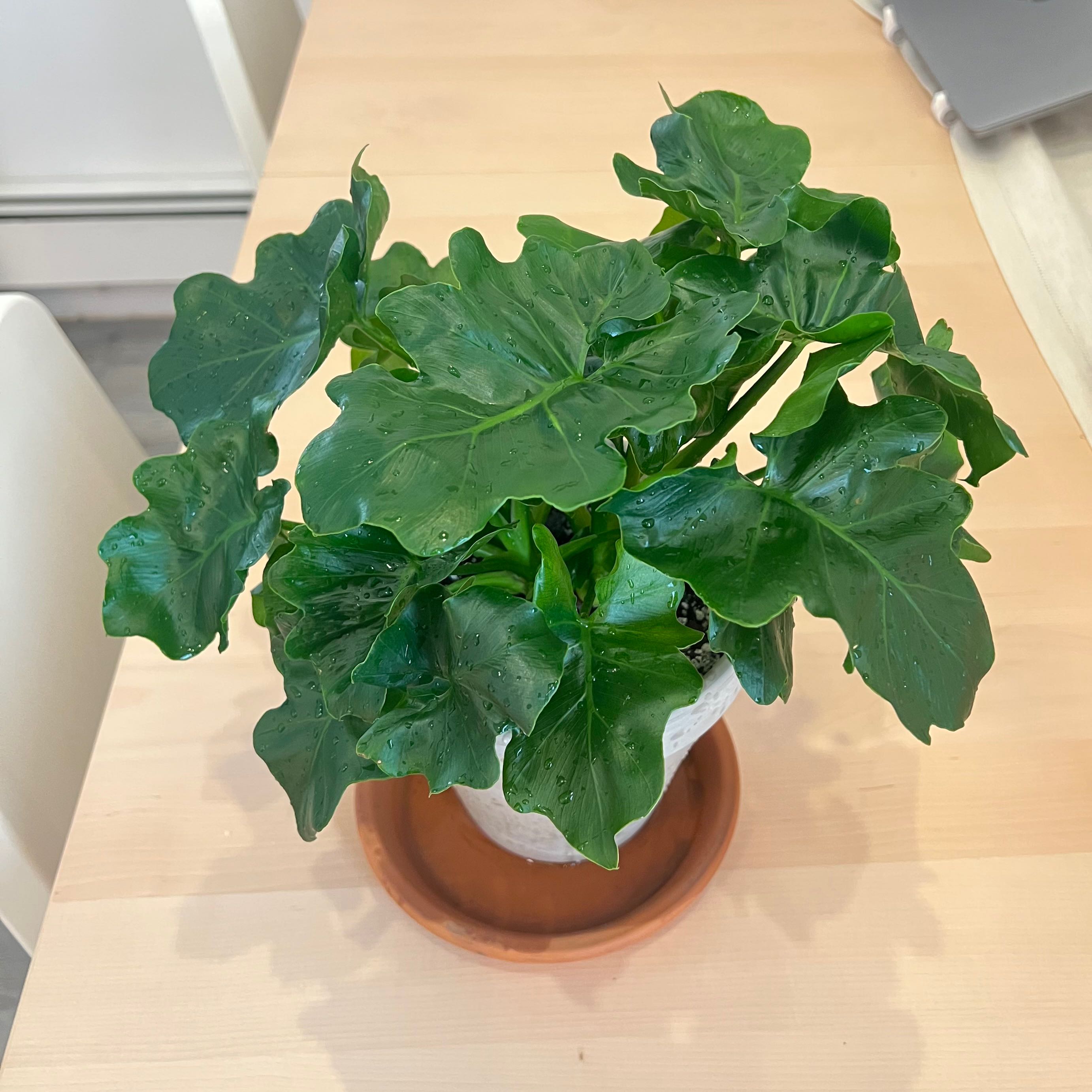 Philodendron 'Super Atom' plant in a pot on a saucer, healthy green leaves.