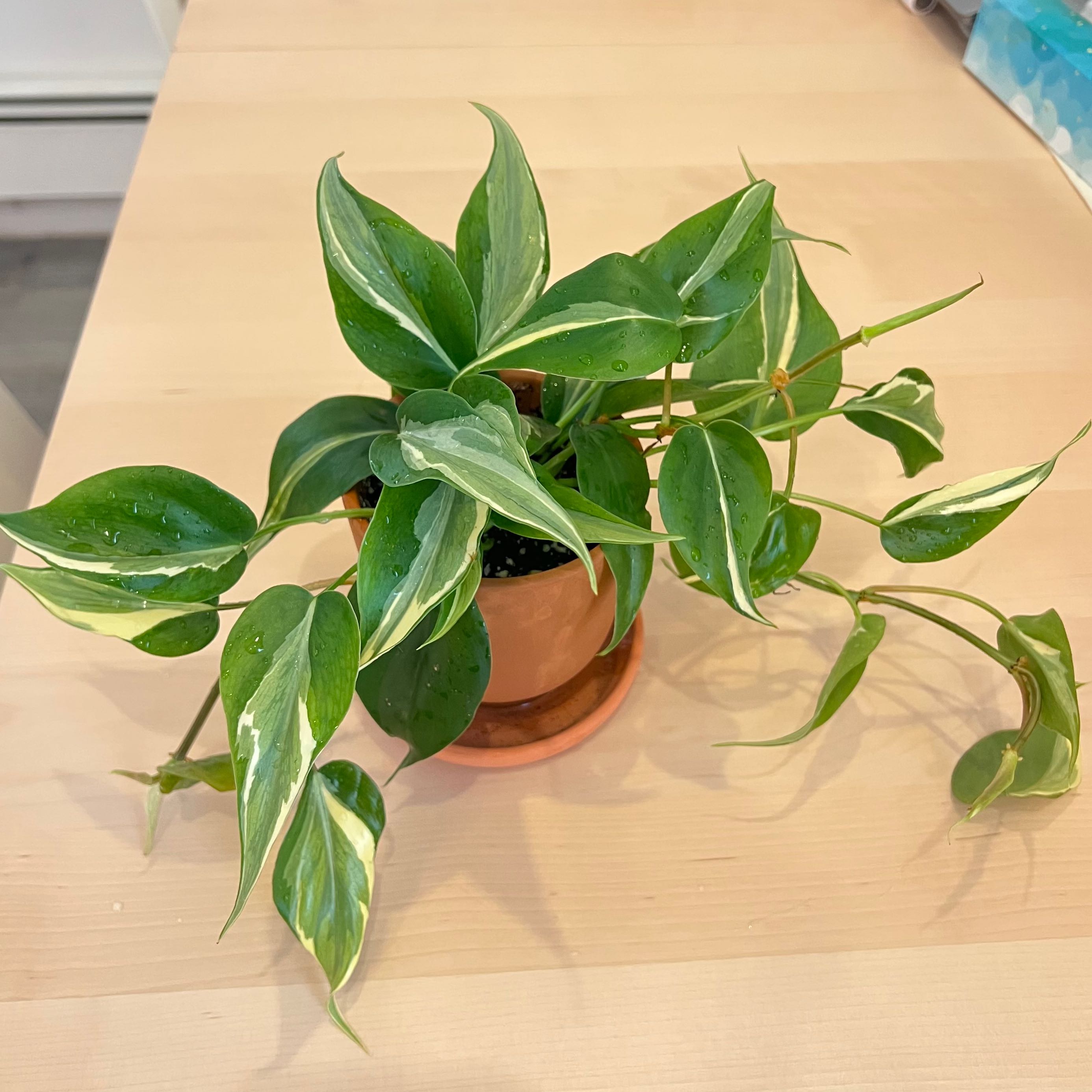 Why Are There Black Spots on My Philodendron 'Rio' Leaves?