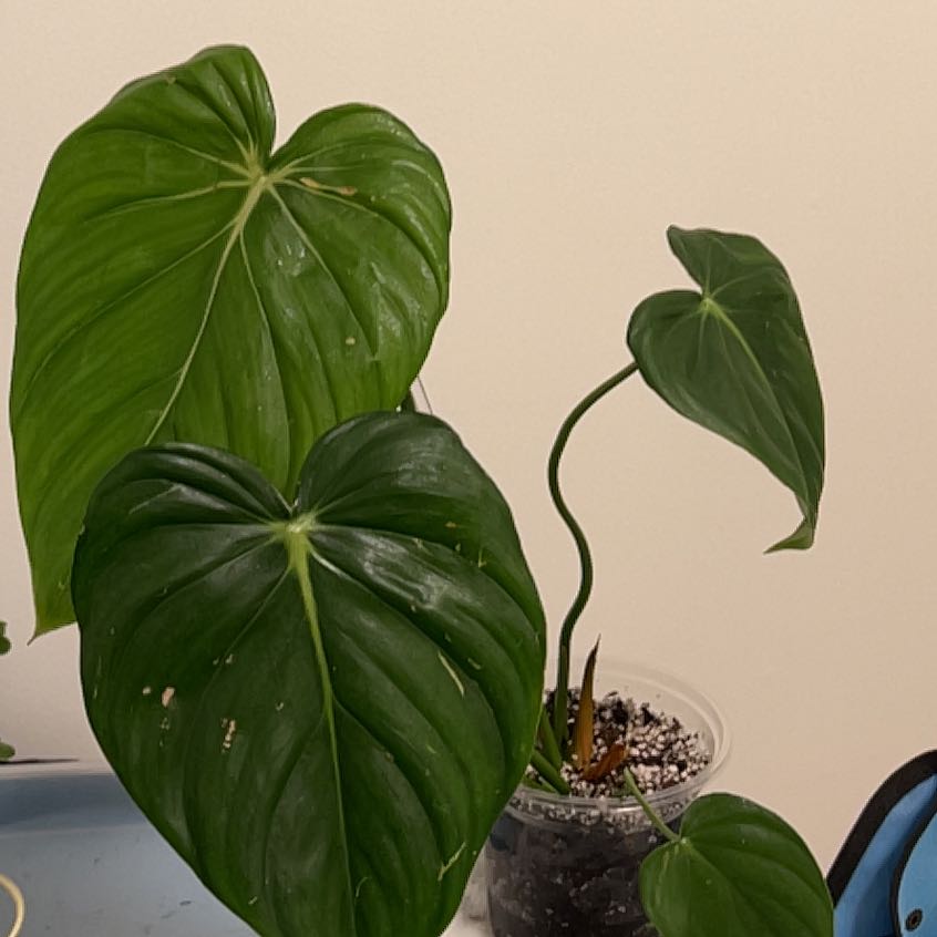 Philodendron 'McDowell' plant with large, heart-shaped leaves in a clear pot with visible soil.