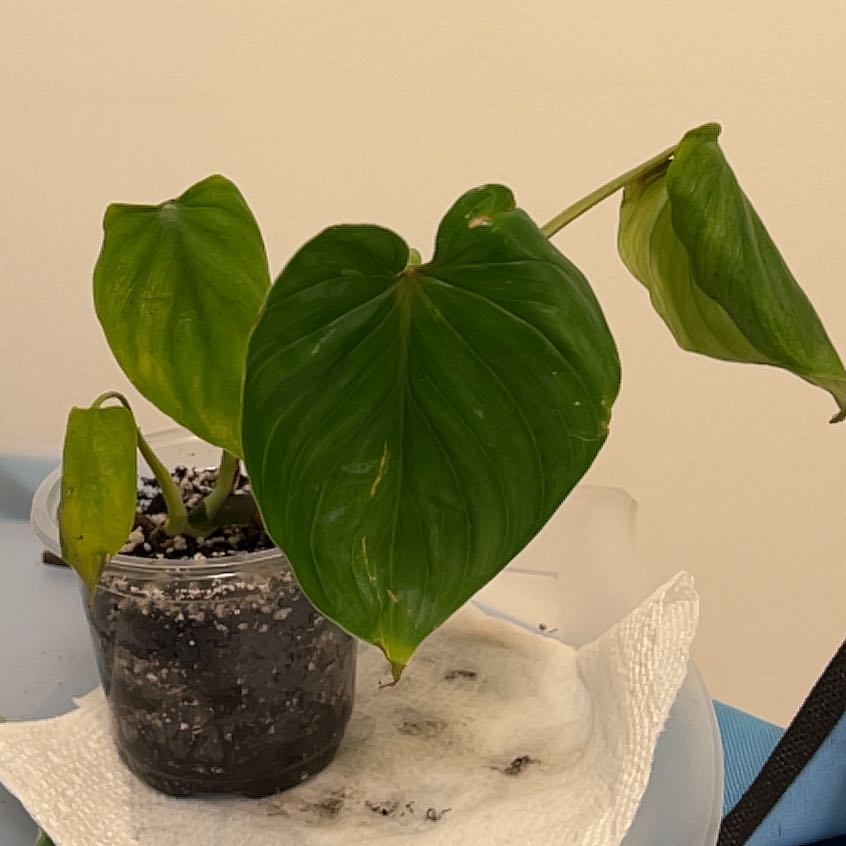 Philodendron plowmanii plant with large, heart-shaped leaves in a small pot. Some leaves show yellowing and browning.