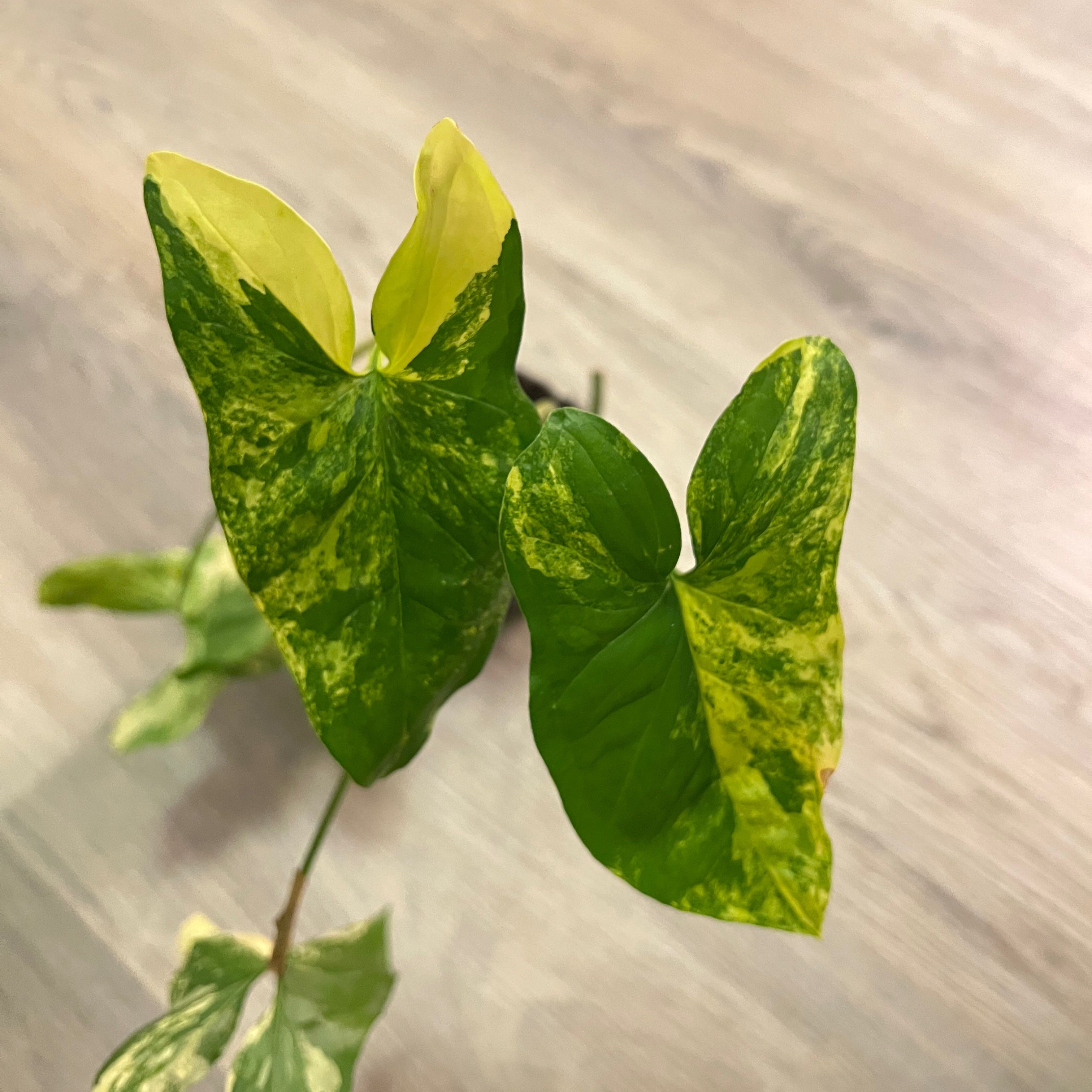 Syngonium aurea plant with variegated green and yellow leaves.