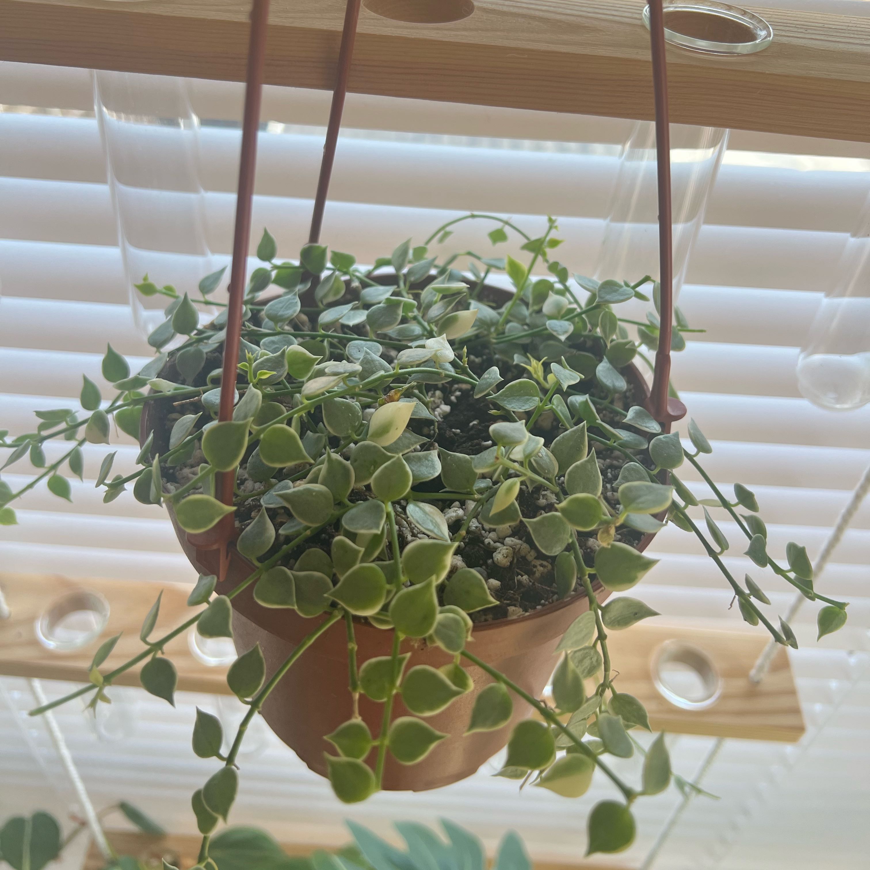 Hanging pot with a healthy Million Hearts Dischidia plant against window blinds.