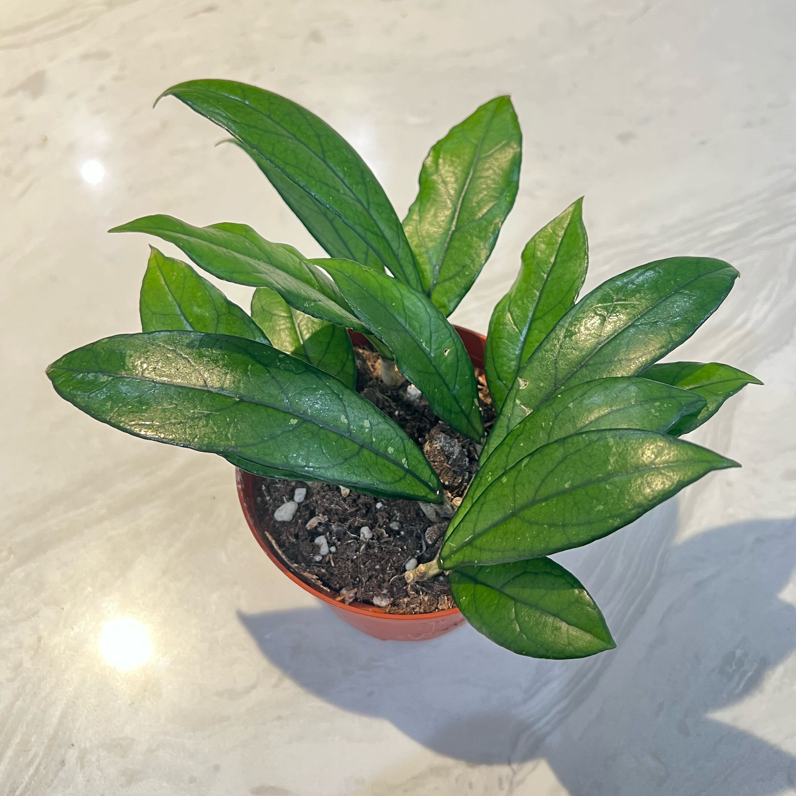 Photo of the plant species Hoya crassifolia by @BaconHearts named Hoya Crassie on Greg, the plant care app