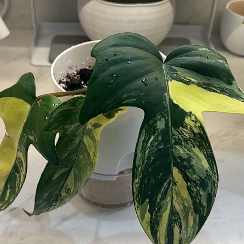 Photo of the plant species Florida Beauty by @BaconHearts named Philodendron Florida Beauty on Greg, the plant care app