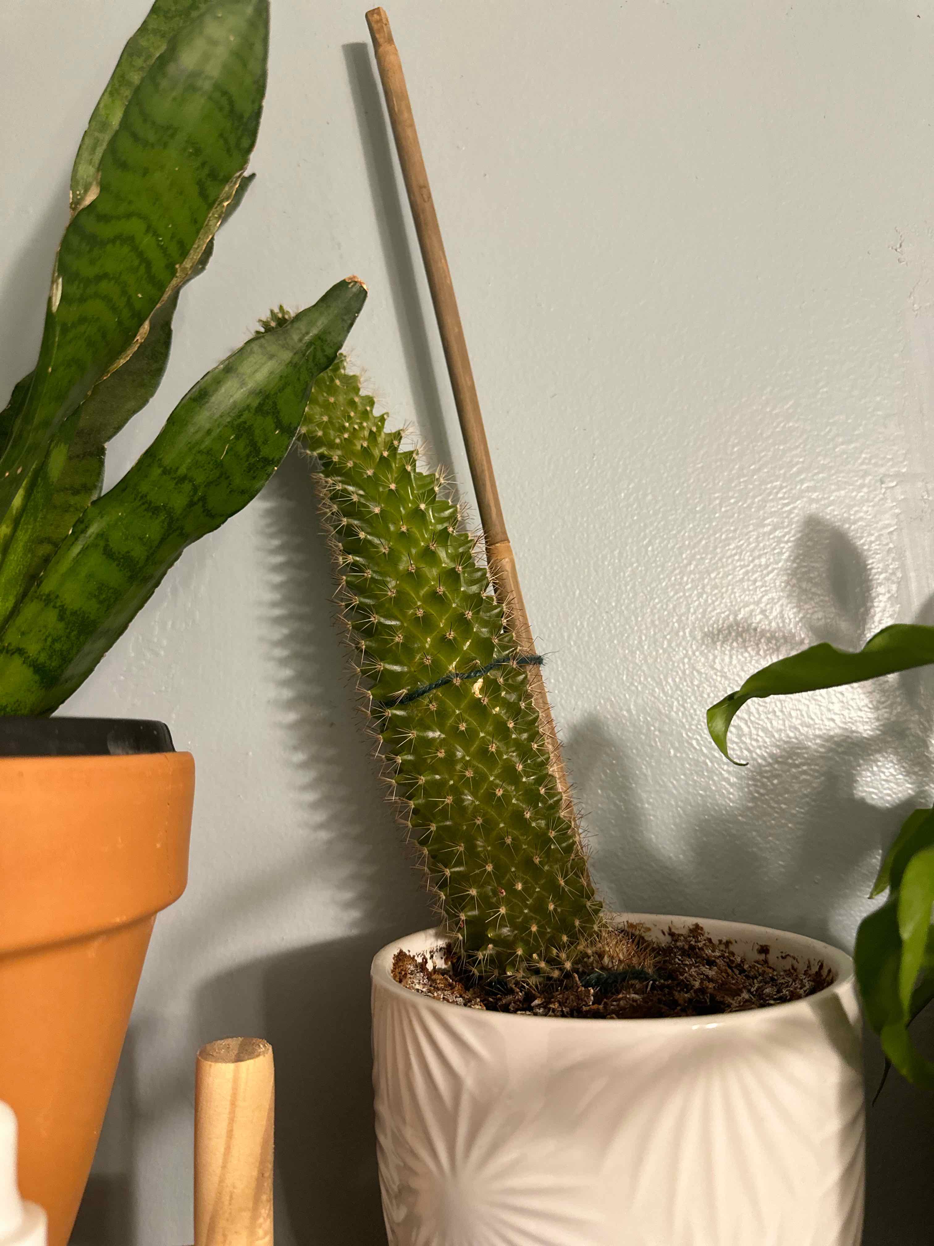 Golden Torch plant photo by @sydlovesspuds named Mr. Cactus on Greg, the plant care app.