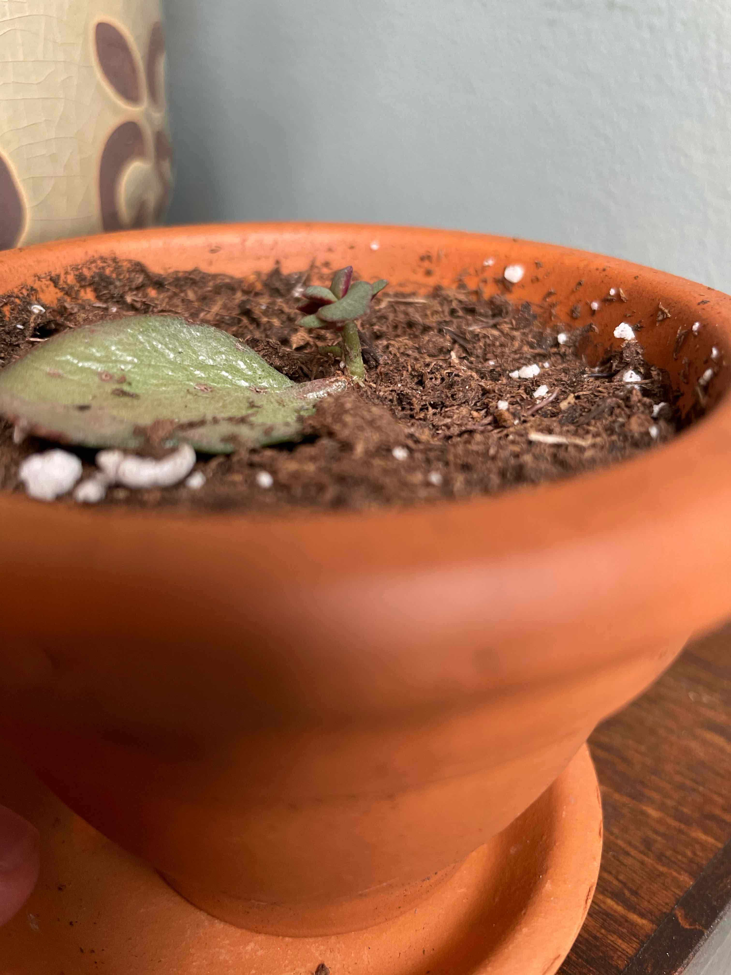 Small jade plant in a terracotta pot with visible soil and a single leaf.