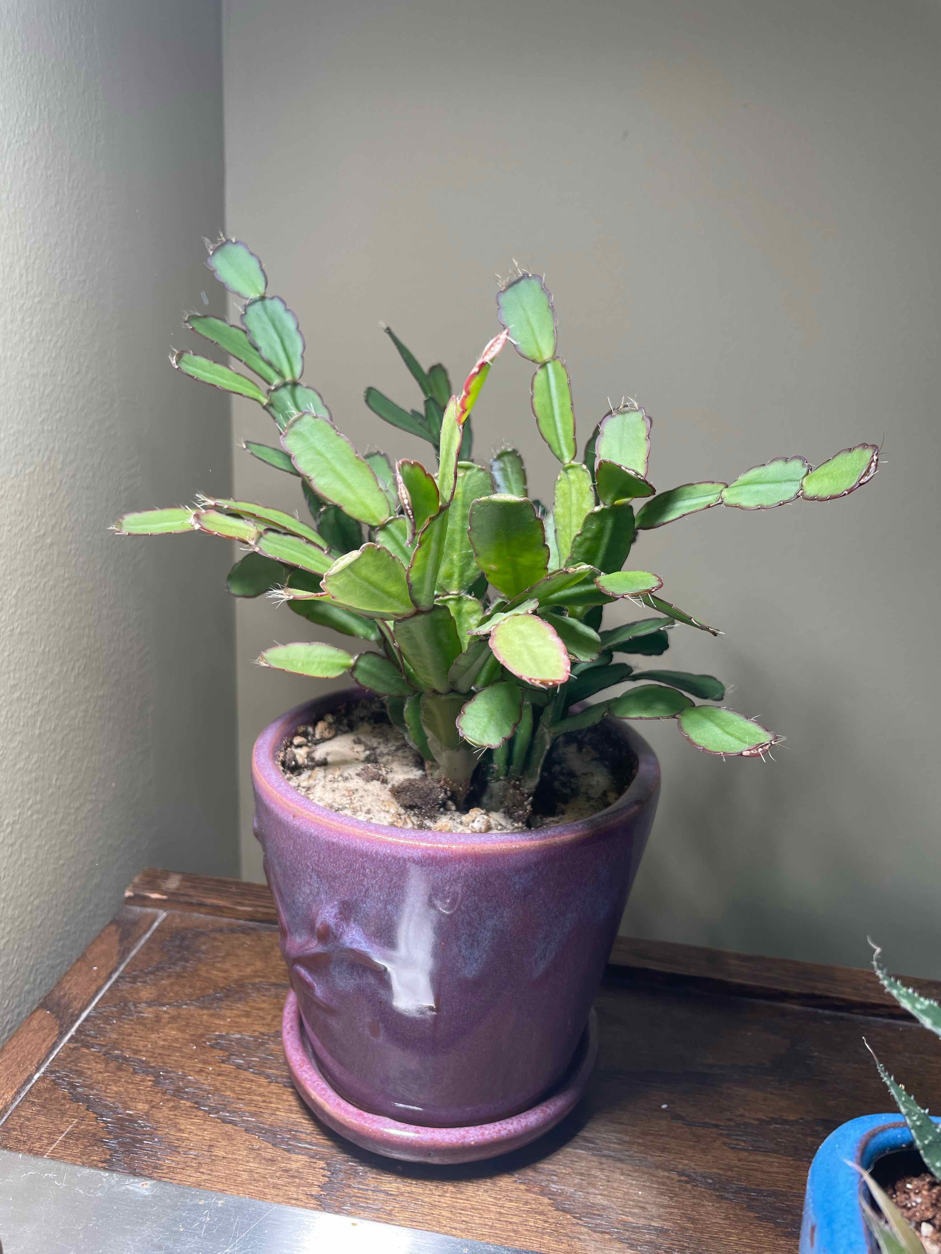 Photo of the plant species Easter Cactus by @BehattedLlama named Misha on Greg, the plant care app