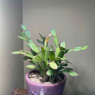 Easter Cactus plant in Milwaukee, Wisconsin