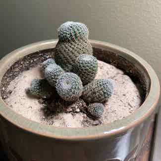Button Cactus plant in Milwaukee, Wisconsin