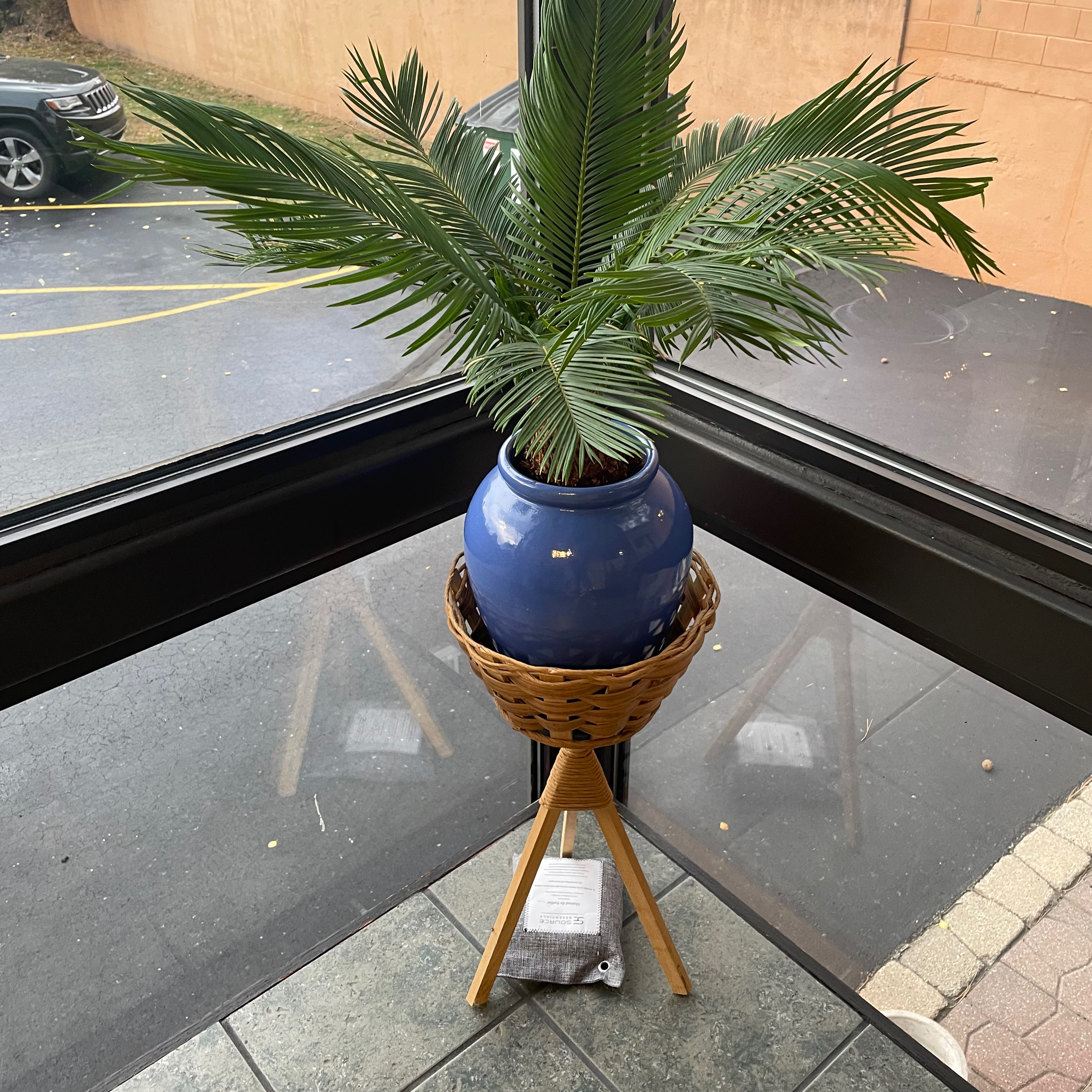 Photo of the plant species Sago Palm by @BehattedLlama named Cassandra on Greg, the plant care app