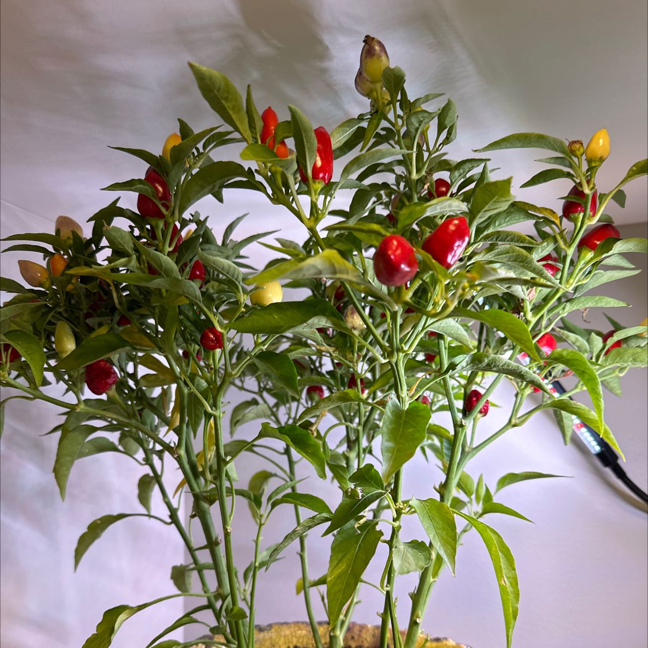 Healthy Ornamental Pepper plant with vibrant red and yellow peppers.