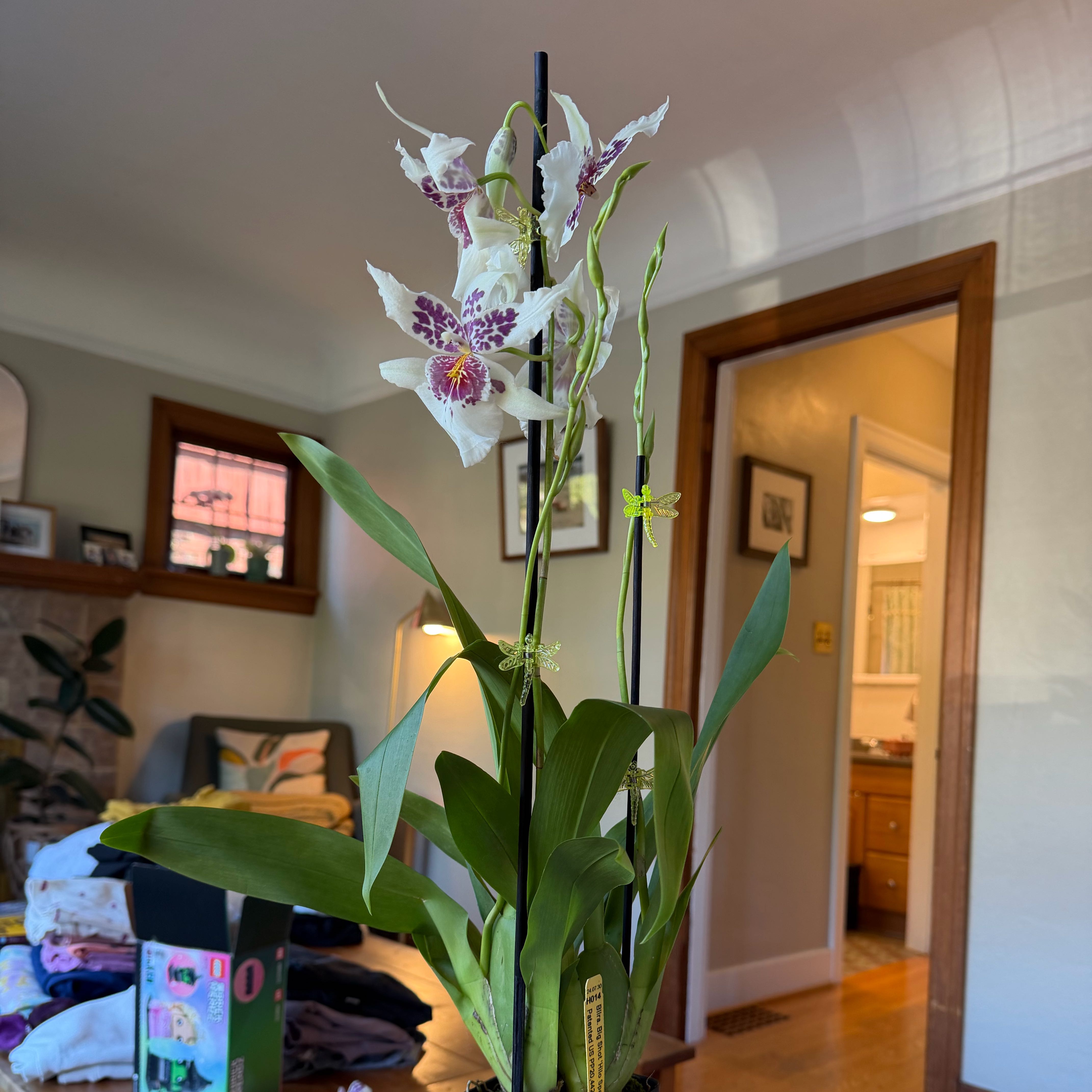 Photo of the plant species Hilo Sparkle Orchid by @DefiantOkra named Sonora on Greg, the plant care app