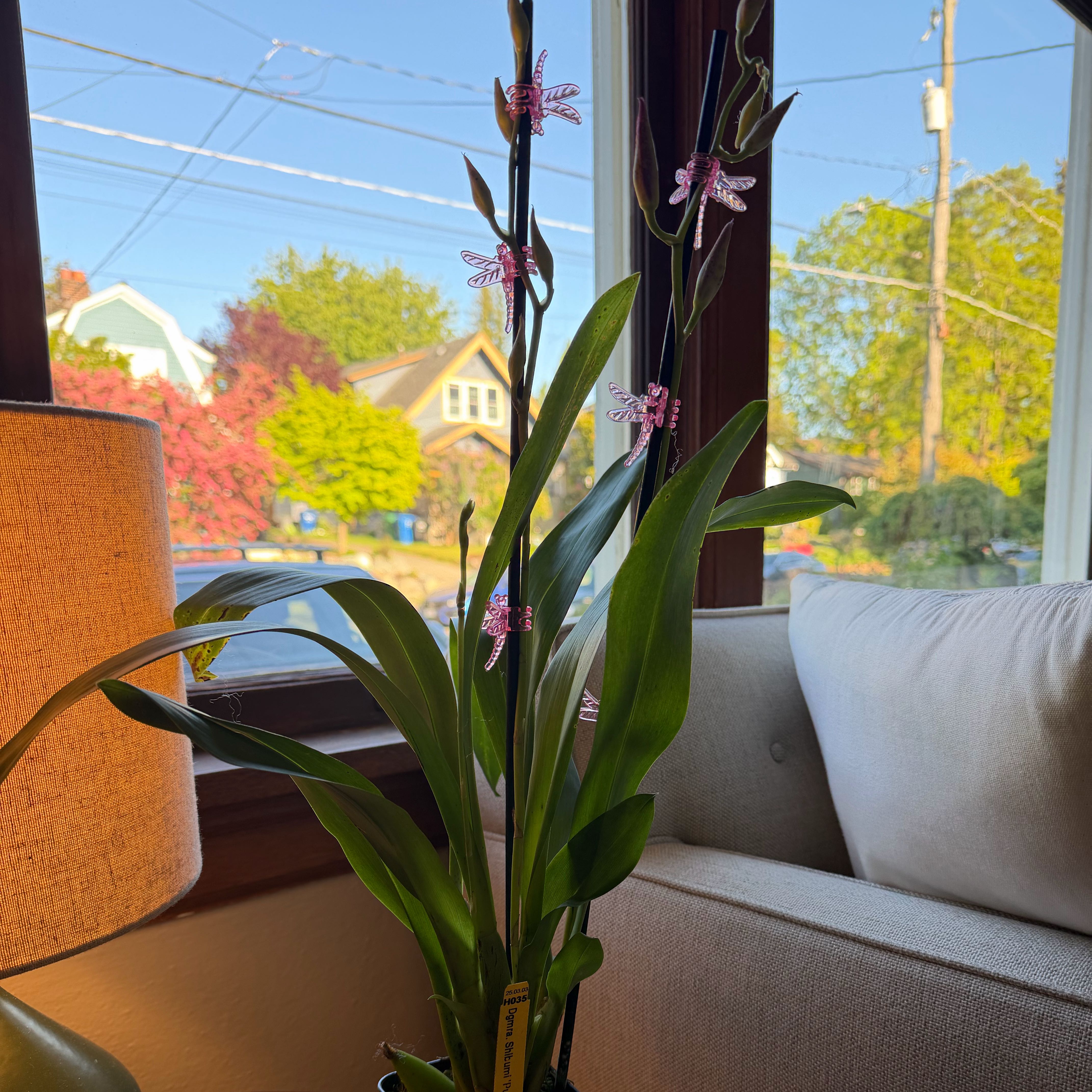 Photo of the plant species 'Purple Rain' by @DefiantOkra named Clooney on Greg, the plant care app