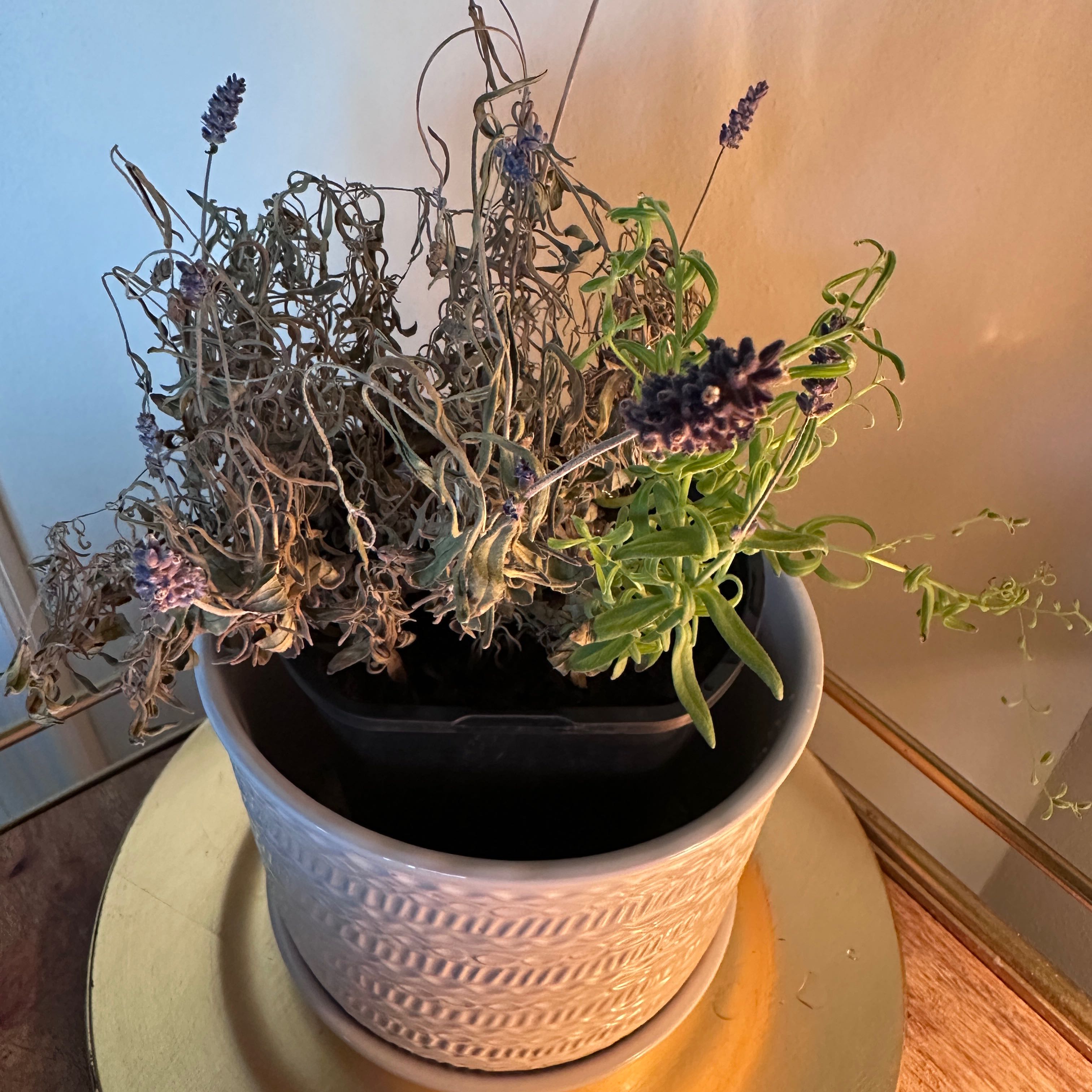 Photo of the plant species Spanish Lavender 'Sanne' by @HolyCapealoe named Sahara on Greg, the plant care app