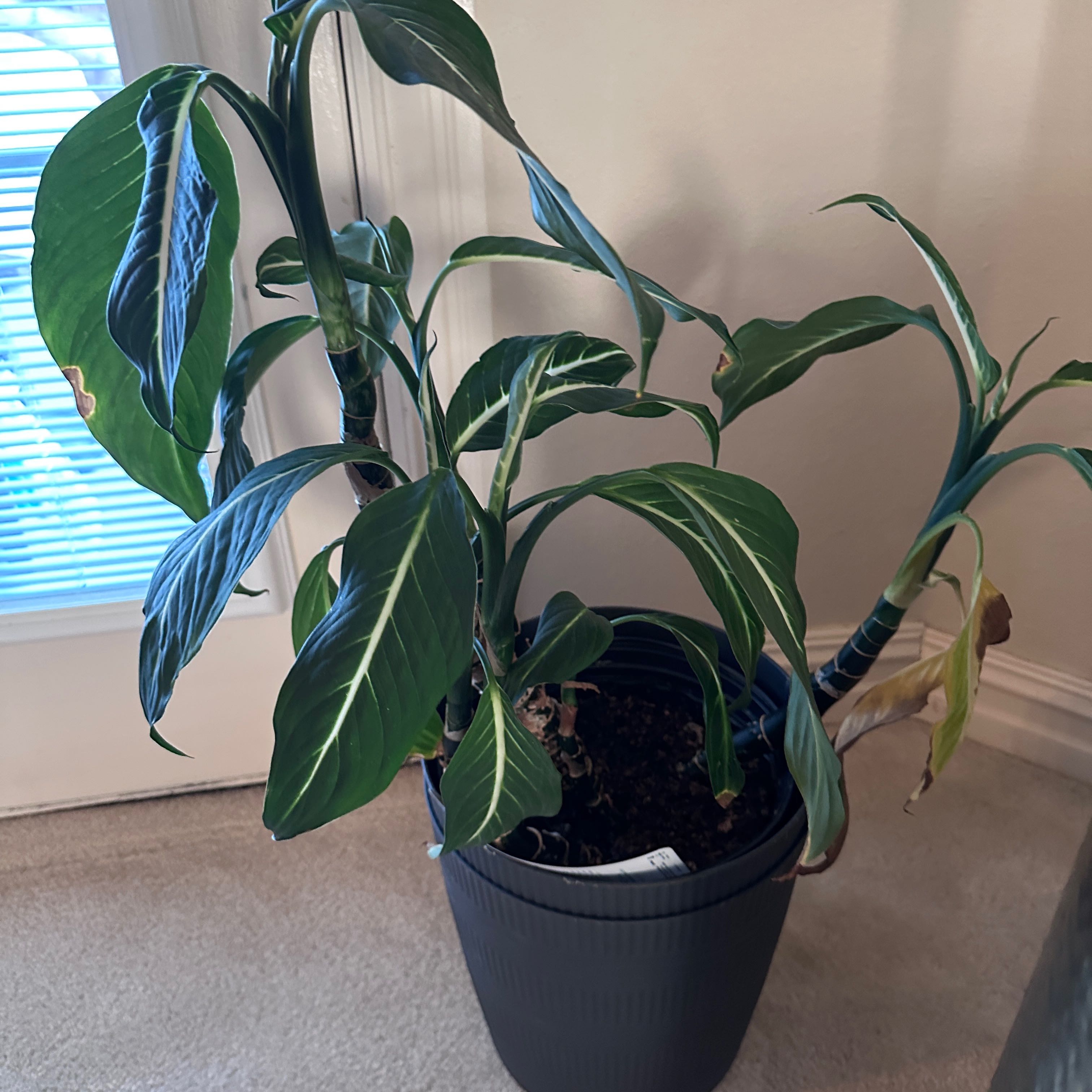 Photo of the plant species Dumbcane 'Delilah' by @HolyCapealoe named Mollie on Greg, the plant care app