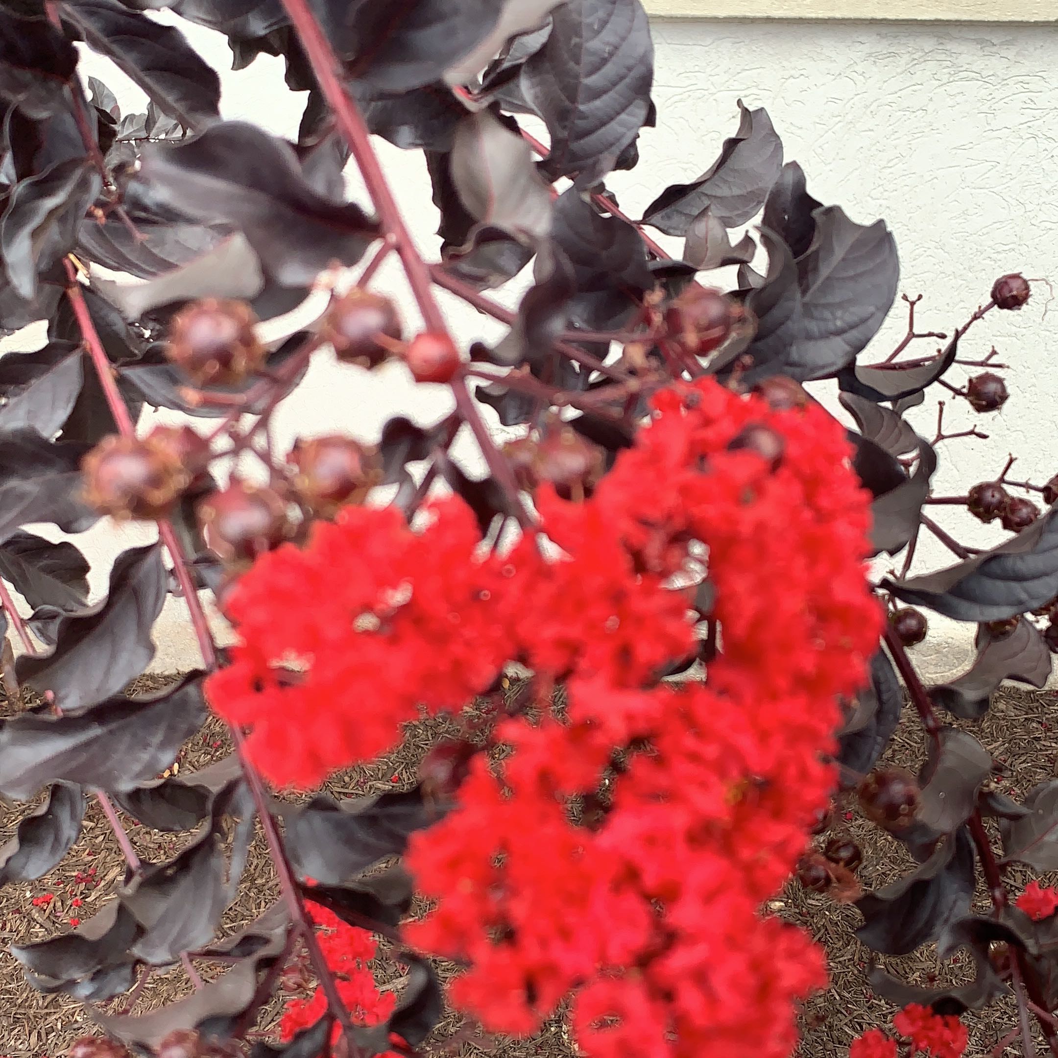Close-up of a healthy Cape Myrtle plant with lush dark purple foliage and vibrant red flower clusters in full bloom.