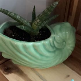 Photo of the plant species sanseveria starfish by @ThrillingWoreya named Keanu Leaves on Greg, the plant care app