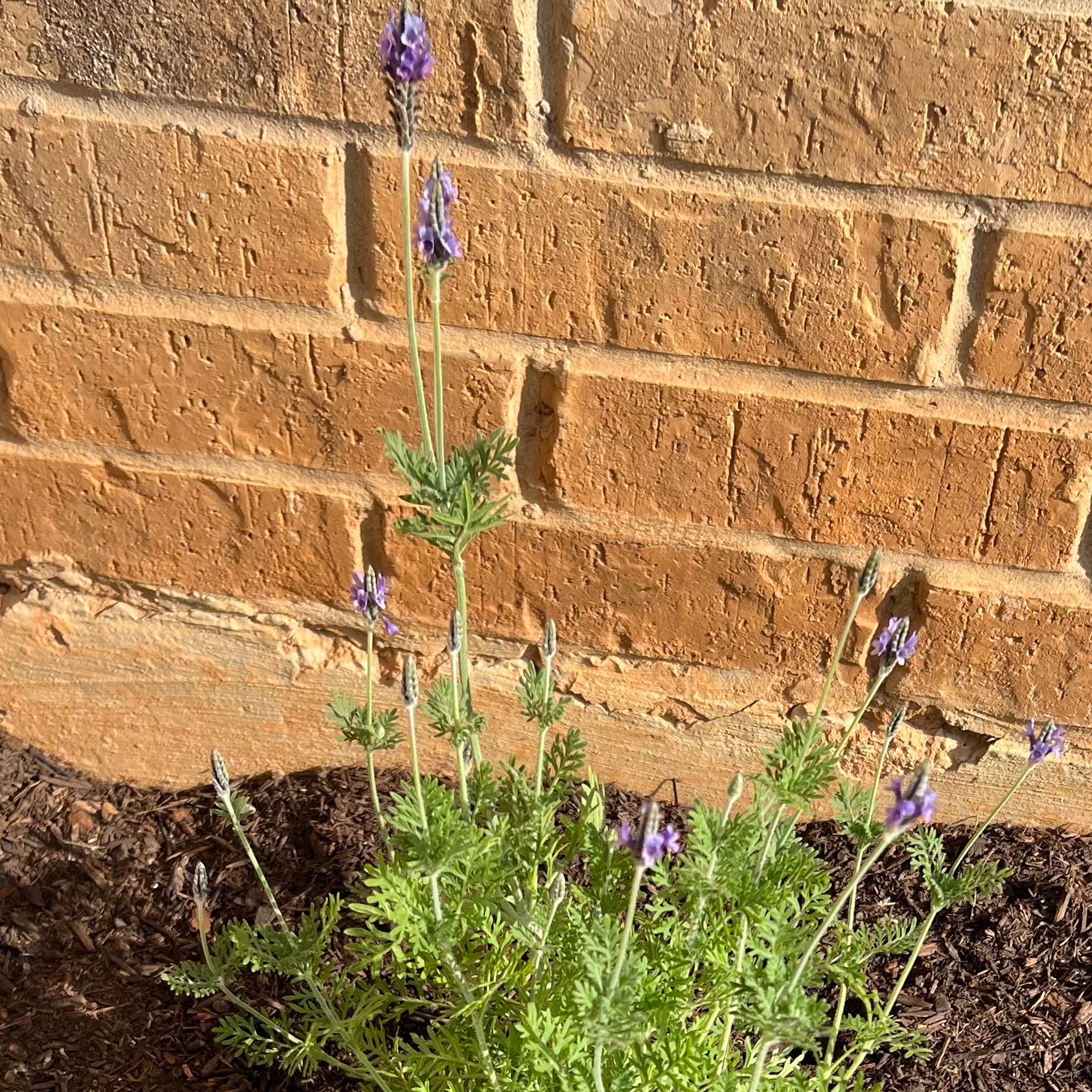 Plant care for Alfonso's Billbergia on Greg, the plant care app