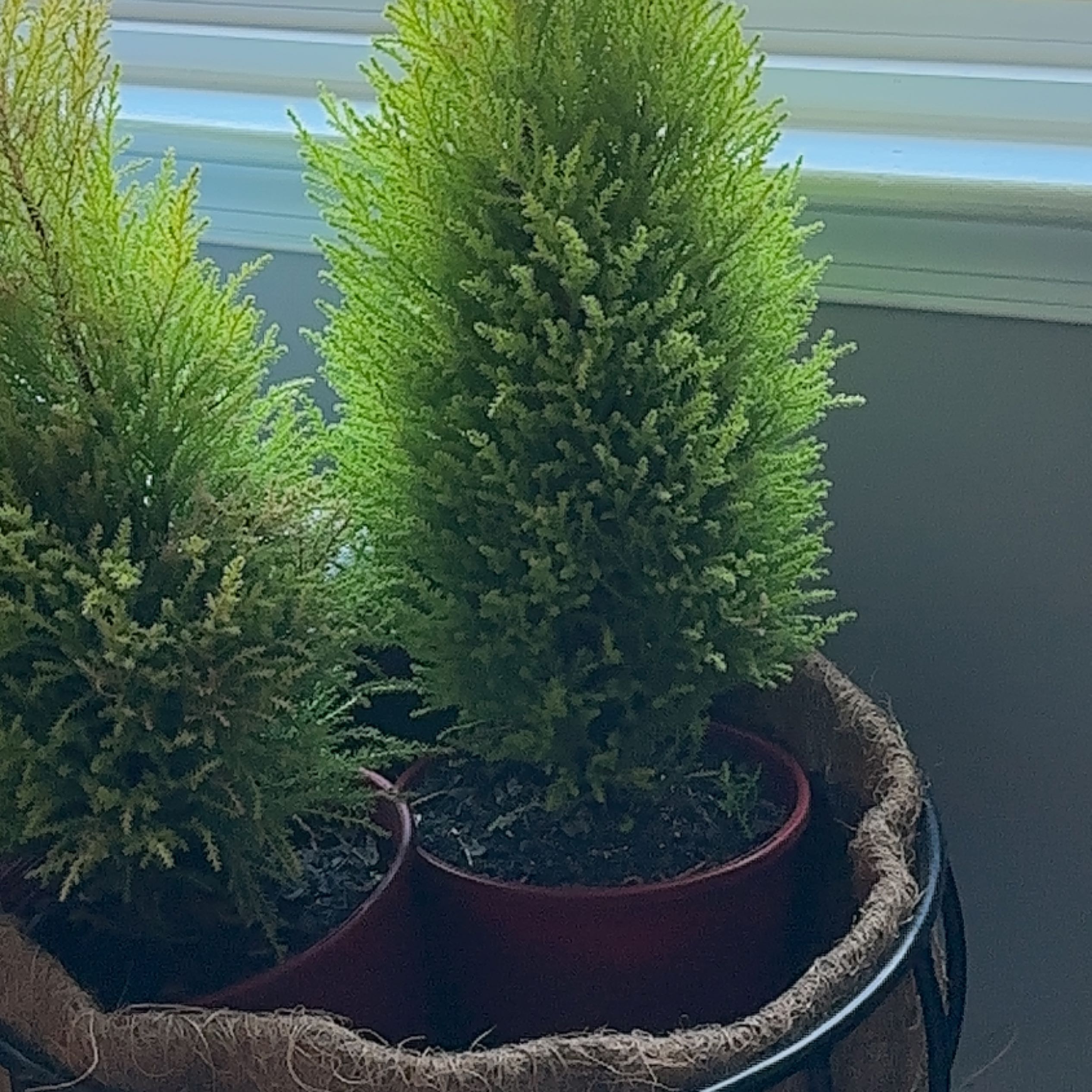 Two Cupressus macrocarpa plants in red pots inside a basket, one showing browning.