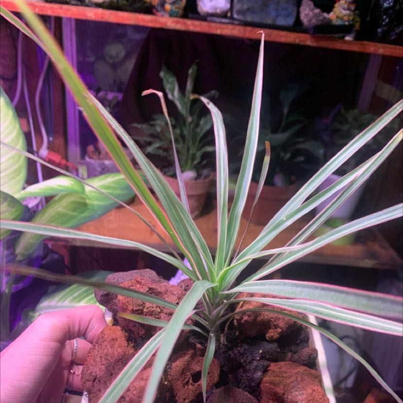 Dracaena marginata 'Bicolor' plant with green and white striped leaves in a pot, held by a hand.