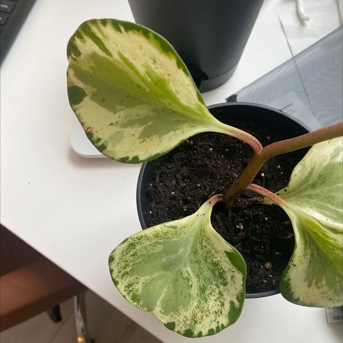 Golden Gate Peperomia plant with variegated leaves in a pot.