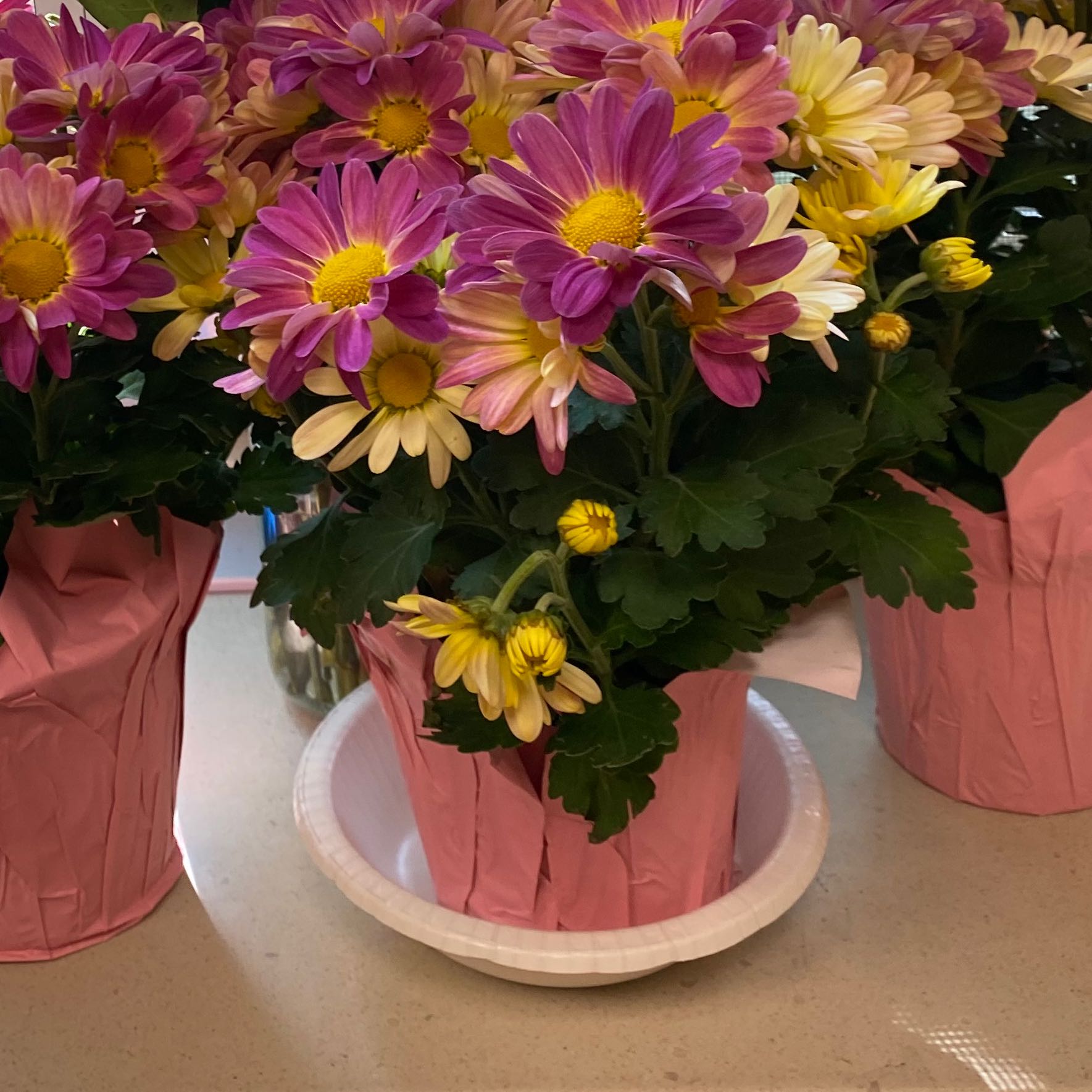 Giant Crego Aster plants with vibrant purple and yellow flowers in pink pots on a white plate.