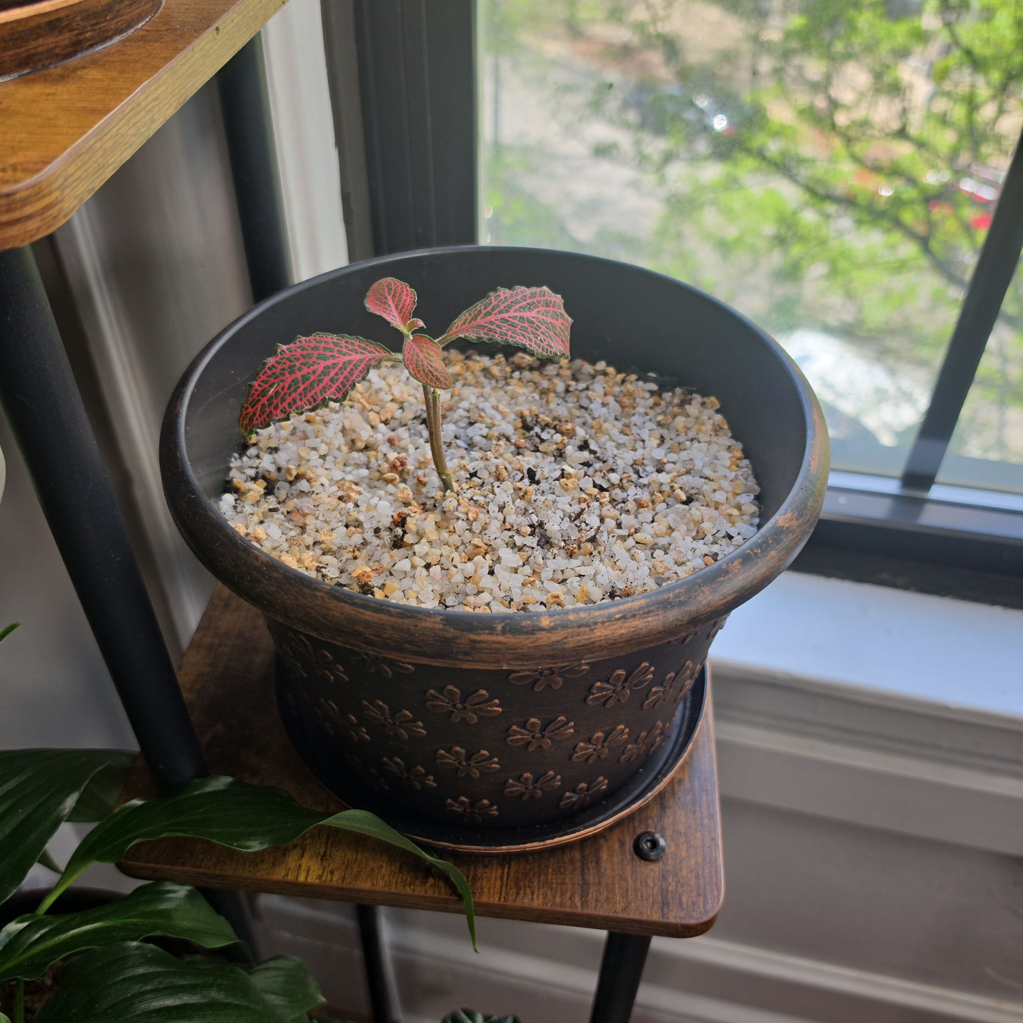 Photo of the plant species 'Ruby Red' Nerve Plant by @mallorymenace named Sol on Greg, the plant care app