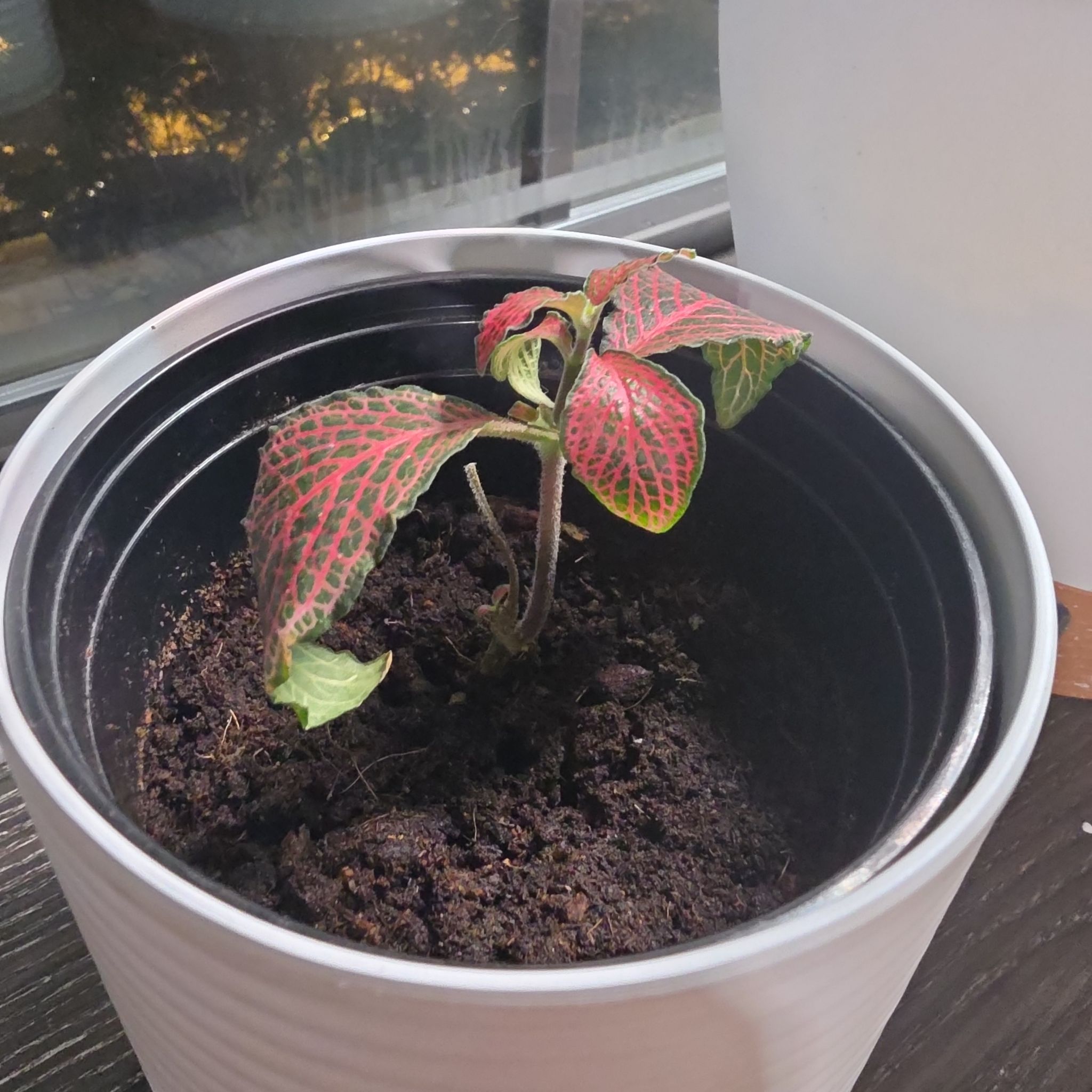 Photo of the plant species 'Ruby Red' Nerve Plant by @malmisfit named Sol on Greg, the plant care app