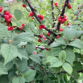 Photo of the plant species Nanking Cherry by @HeroRedclaws named Sherlock on Greg, the plant care app