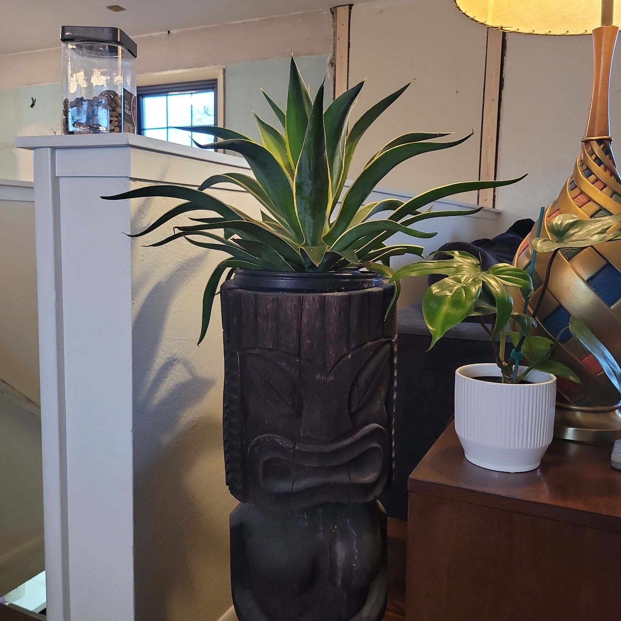 Variegated Agave desmettiana 'Variegata' plant in a decorative pot indoors.