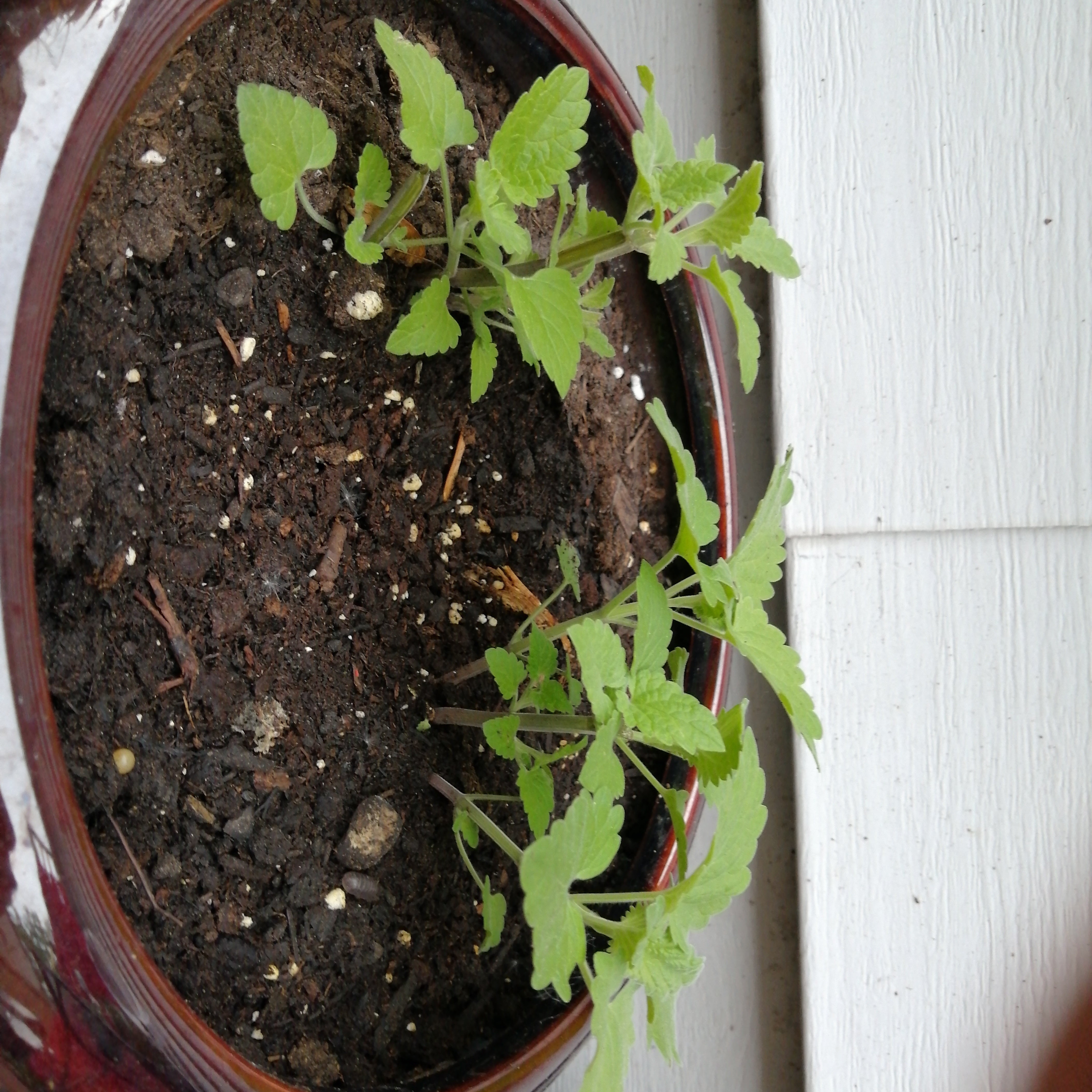 Faassen's Catnip Plant Care Water, Light, Nutrients Greg App 🌱