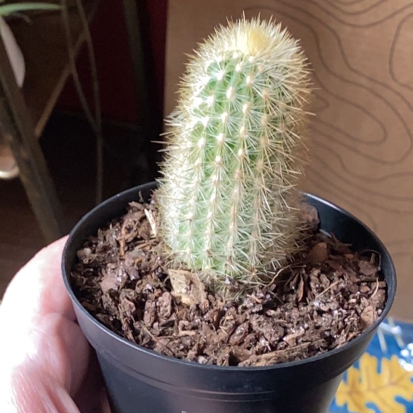 Texas Rainbow Cactus in a black pot with visible soil, held by a hand.