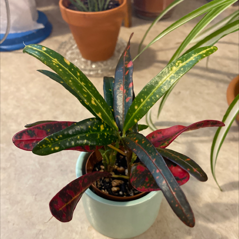 Gold Dust Croton plant with vibrant, multicolored leaves in a small pot.