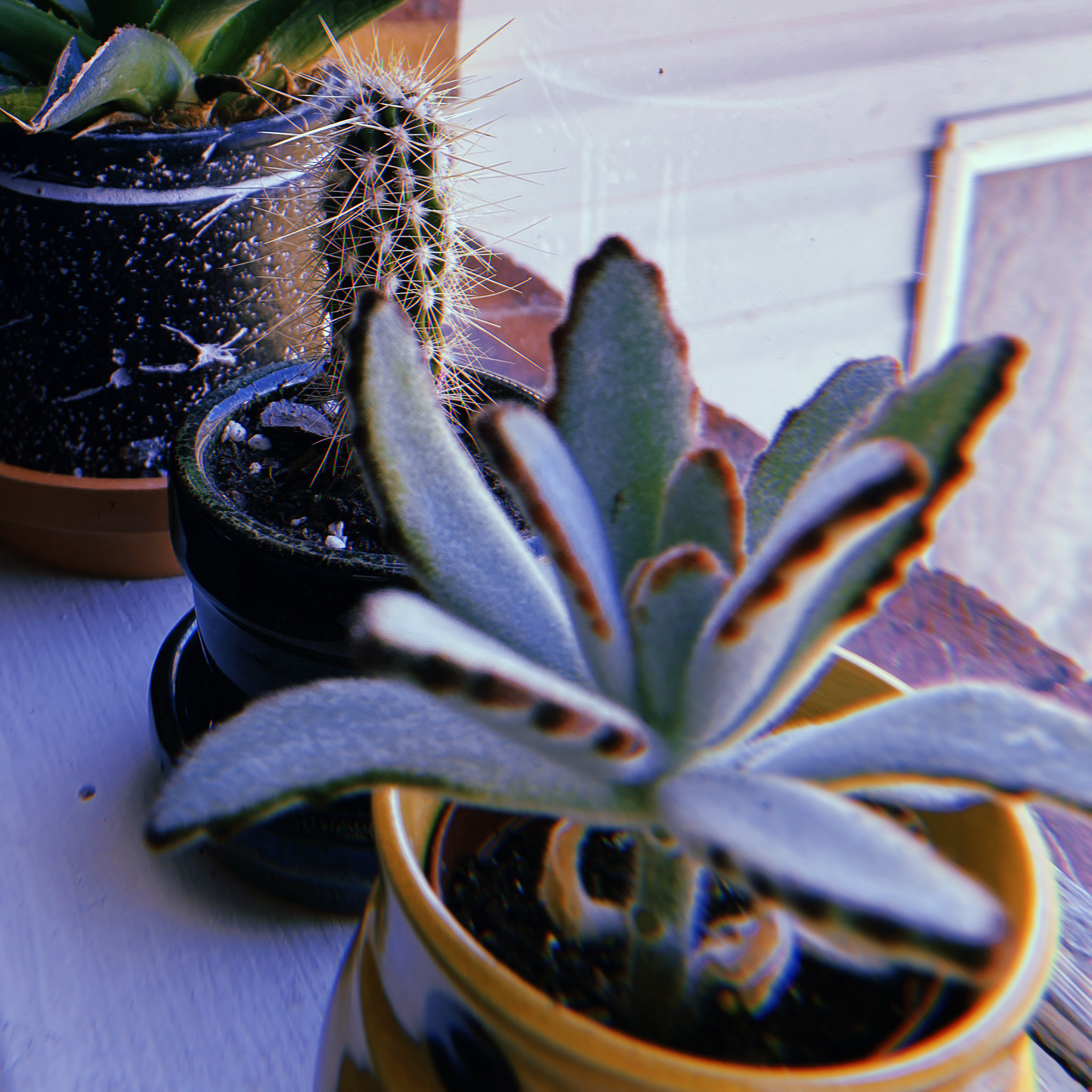 Panda Plant (Kalanchoe tomentosa) with browning leaf edges, potted indoors near a window.
