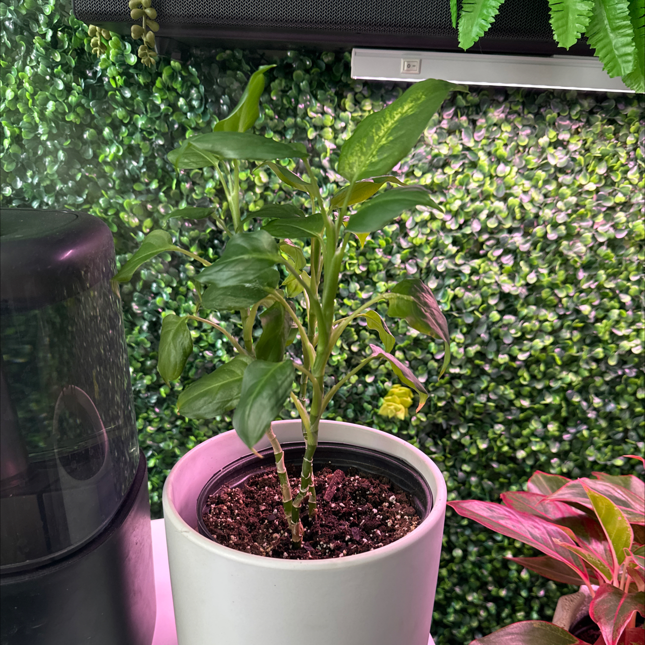 Stem