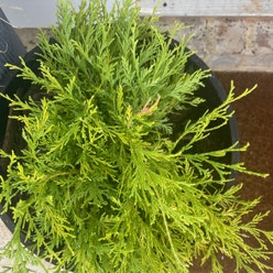 Cupressus macrocarpa plant