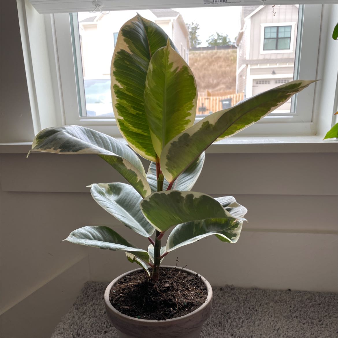 Photo of the plant species Variegated Rubber Tree by @chvought named Bob Ross on Greg, the plant care app