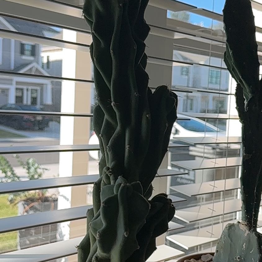 Peruvian Apple Cactus Monstrose near a window with visible soil and background houses.