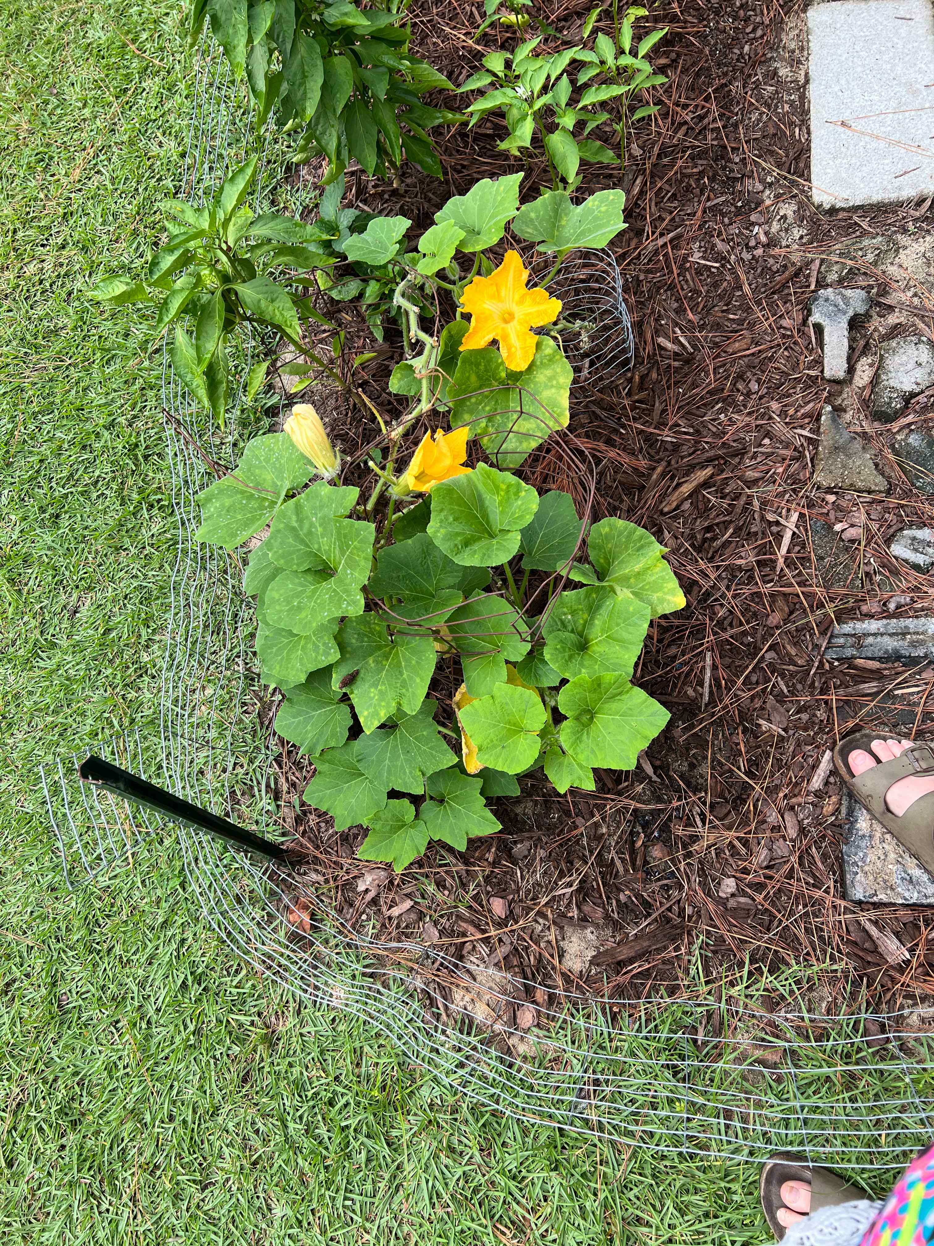 Butternut Pumpkin plant with large green leaves and bright yellow flowers in a garden bed.