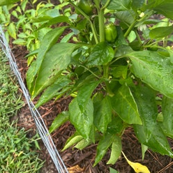 Bell Pepper plant