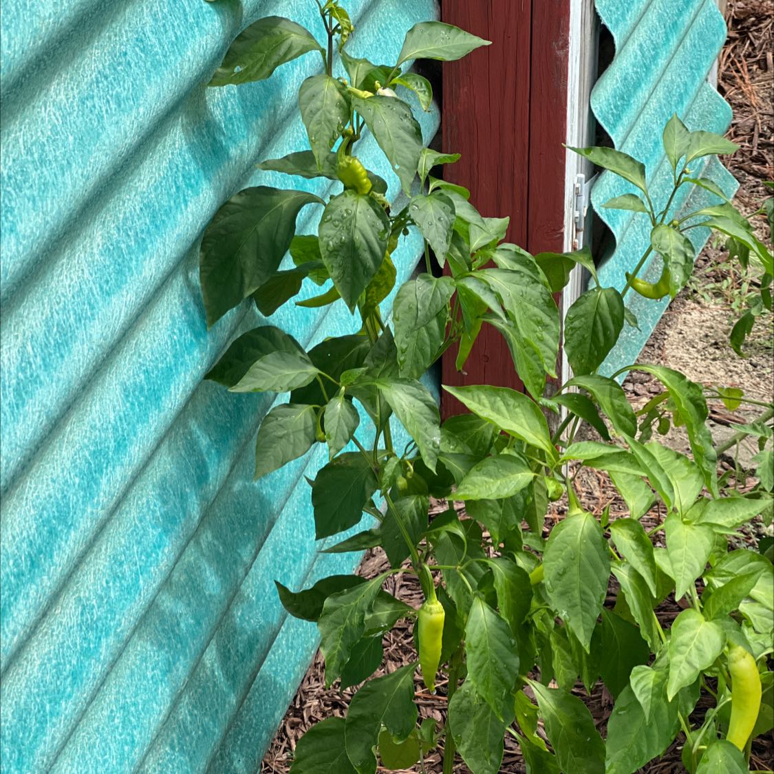 Healthy banana pepper plant with green leaves and visible peppers growing outdoors.