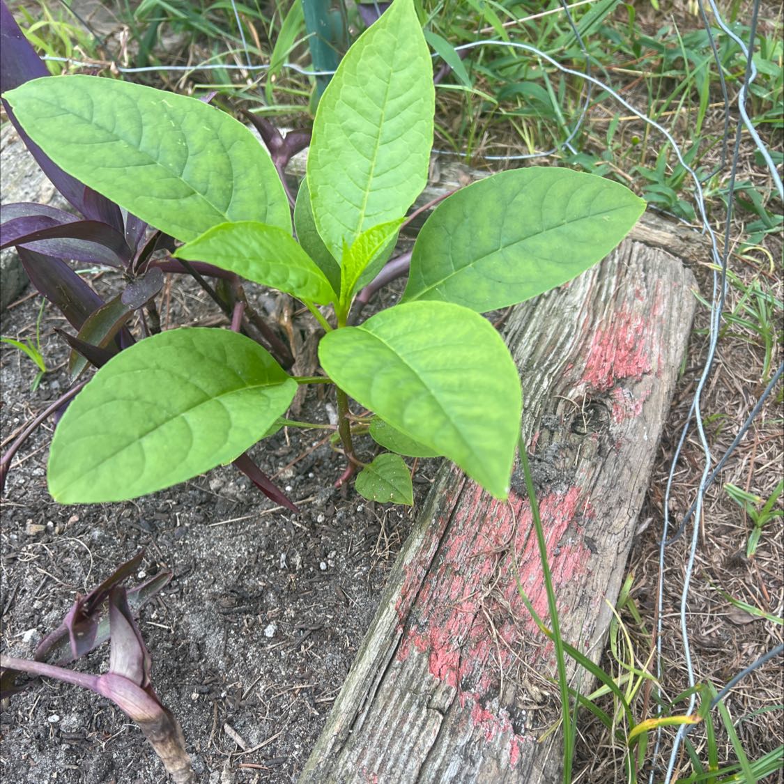 Young American Pokeweed plant with broad green leaves growing in soil.