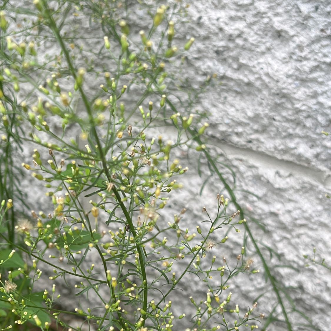 Canadian Fleabane plant with small flowers against a white wall.