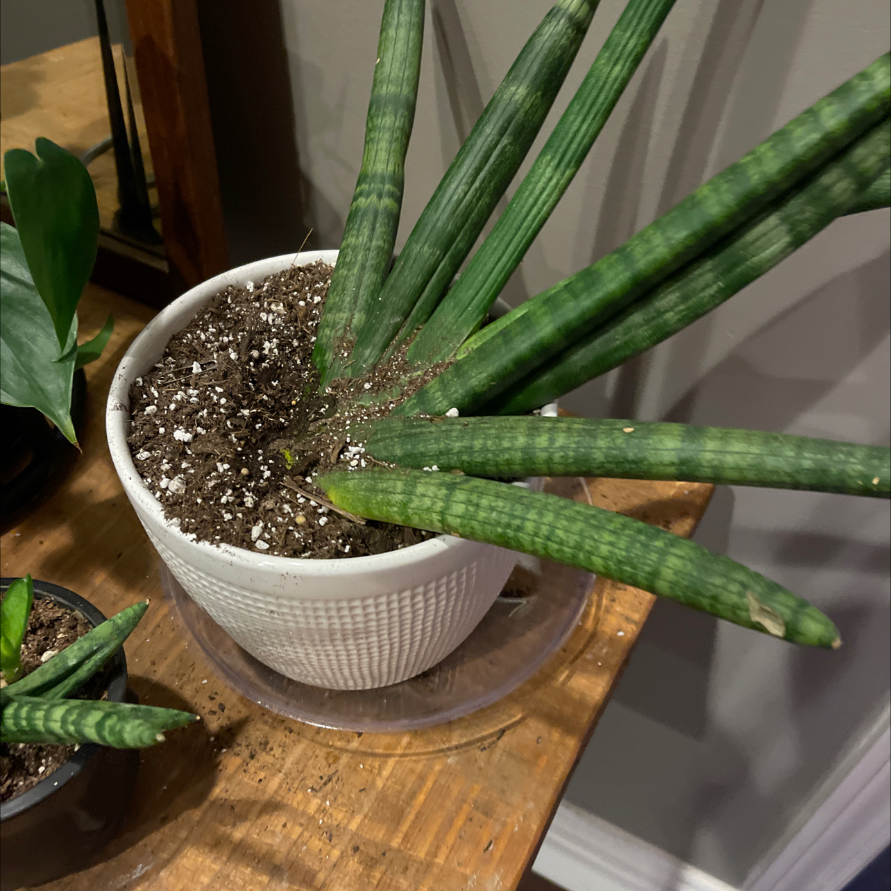 Variegated Starfish Snakeplant in a white pot with visible soil on a wooden surface.