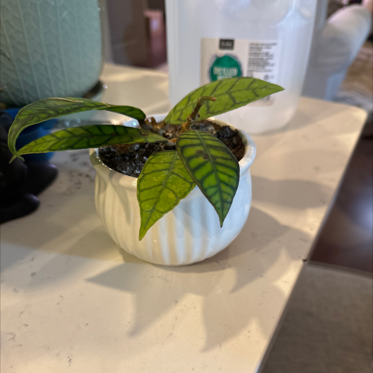 A small potted Stiff Leafed Hoya plant with patterned leaves.