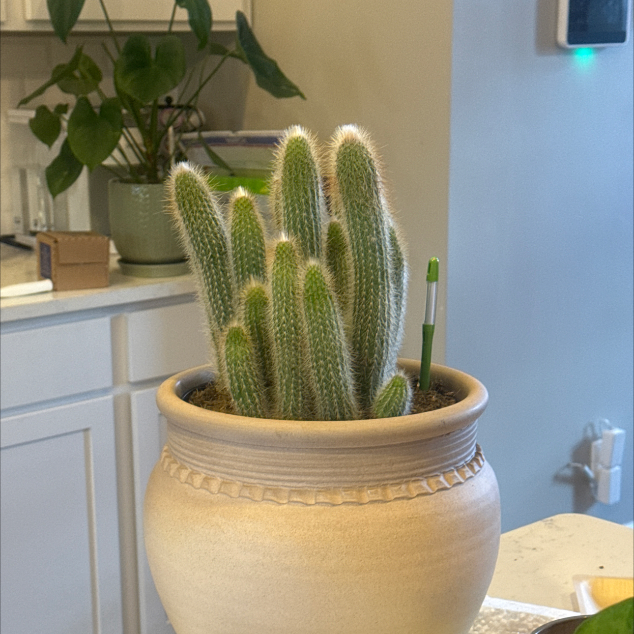 Photo of the plant species Cleistocactus tupizensis by @Culgharper named Cactus, Beatles Table on Greg, the plant care app
