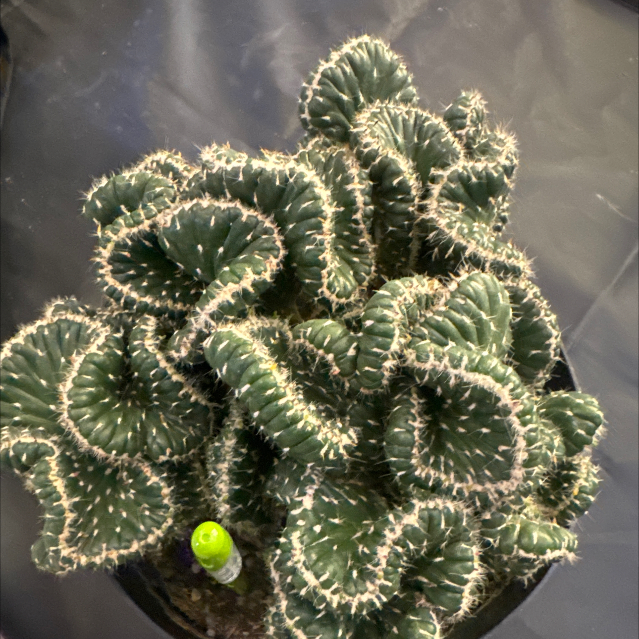 Photo of the plant species Emerald Idol Opuntia by @Culgharper named Emerald Idol Cactus, LR Beatles table on Greg, the plant care app