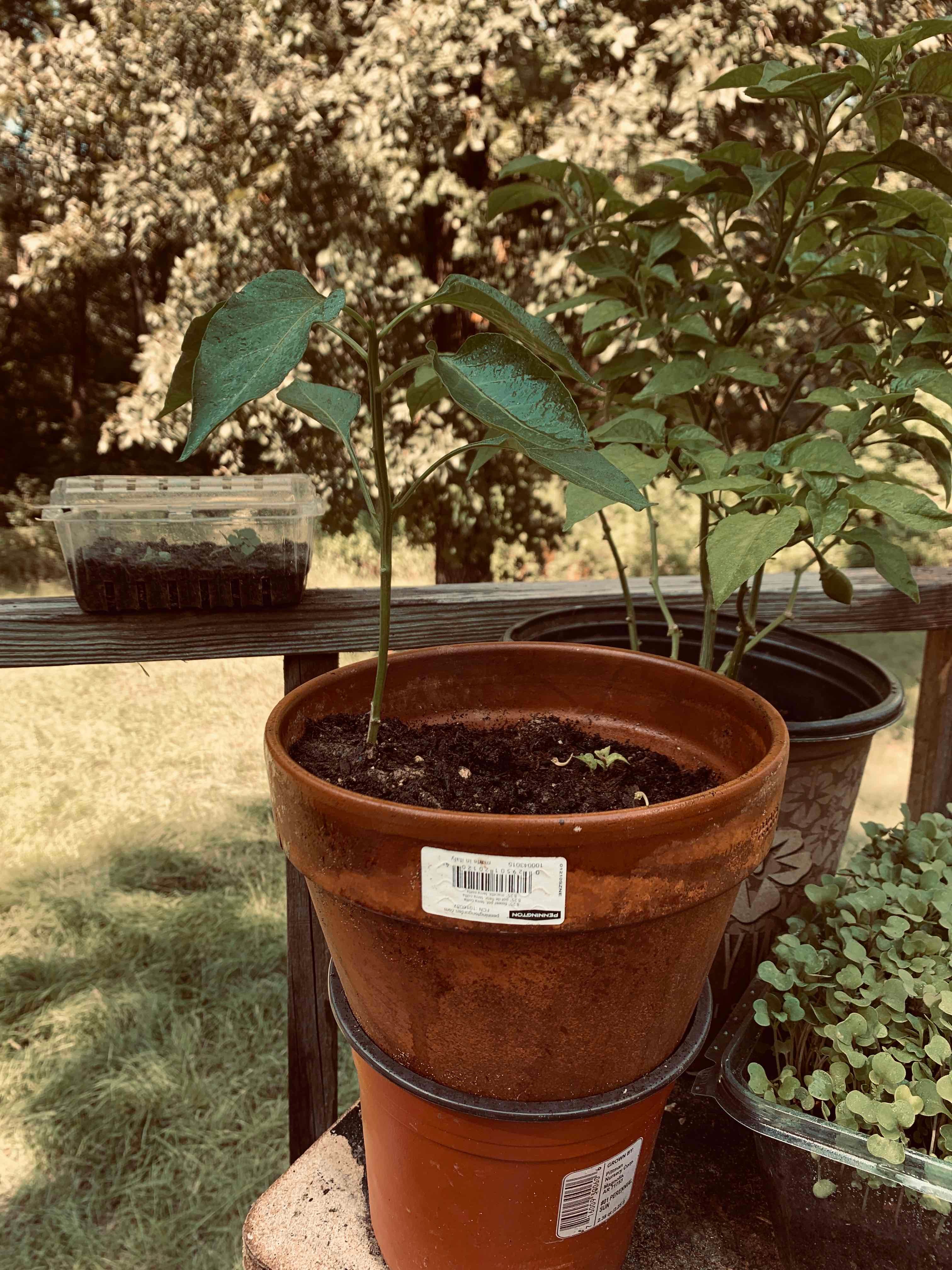 Plant care for Calibrachoa 'Superbells Blackberry' on Greg, the plant care app