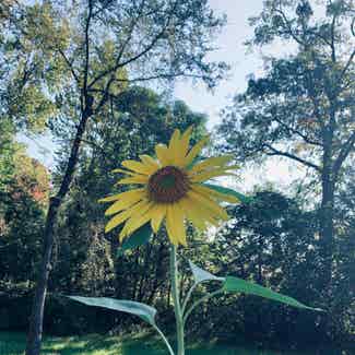 Common Sunflower plant in Somewhere on Earth